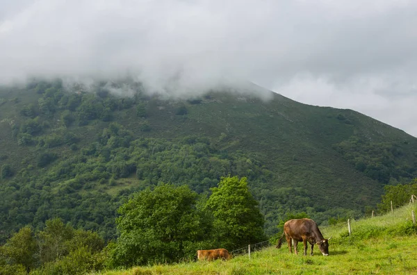 Farm cows in asturias — Stock Photo, Image