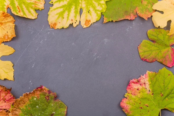 Herbst hinterlässt Blätter — Stockfoto