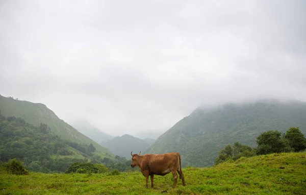 Az asztúriai mezőgazdasági tehenek — Stock Fotó