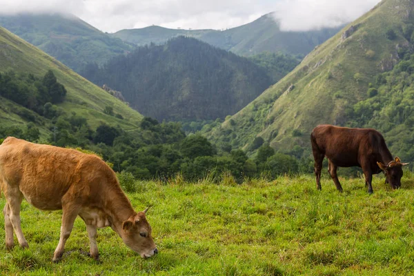 Фермерские коровы — стоковое фото