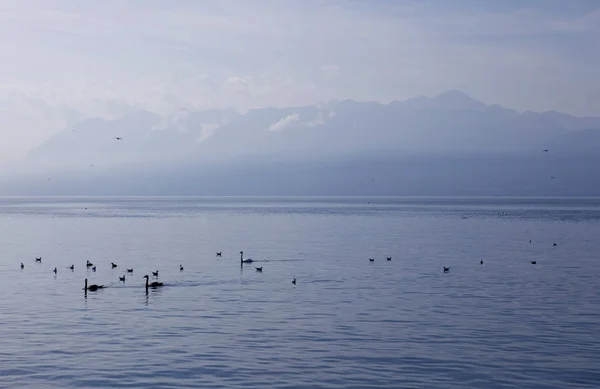 Λίμνη της Γενεύης — Φωτογραφία Αρχείου