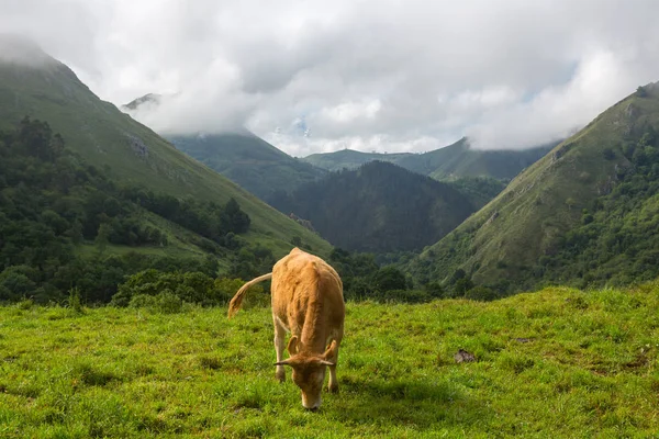 Vacas da exploração — Fotografia de Stock