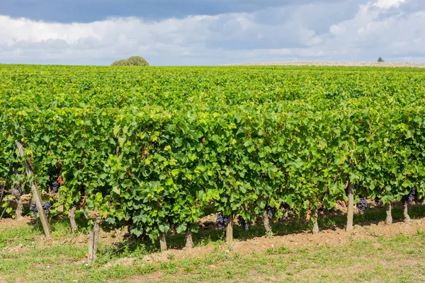 Виноградник на сельских полях — стоковое фото