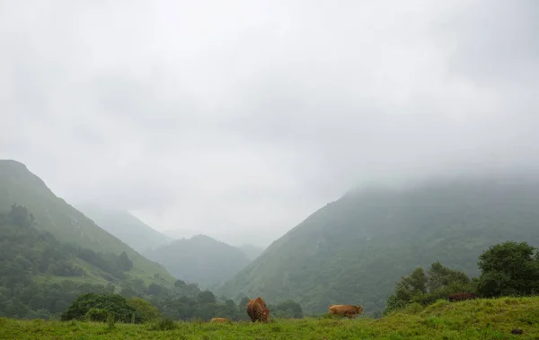 Farm cows in asturias — Stock Photo, Image