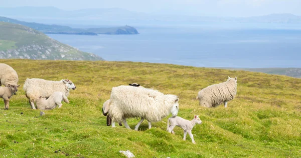 Beara peninsula, Ireland — Stock Photo, Image