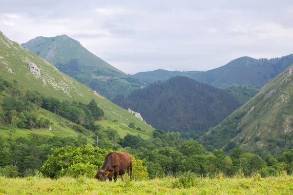 Farm cows — Stock Photo, Image