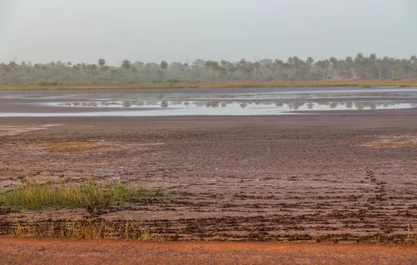 Bissau Dışında Pirinç Tarlaları Yazın Gine Bissau — Stok fotoğraf
