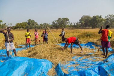 Bissau, Gine-Bissau: Bissau kırsalında tarlada çalışan çiftçiler