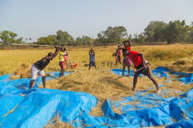 Bissau, Gine-Bissau: Bissau kırsalında tarlada çalışan çiftçiler