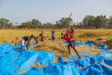Bissau, Gine-Bissau: Bissau kırsalında tarlada çalışan çiftçiler