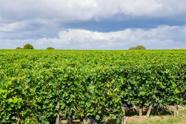 Wijngaard Het Platteland Van Bordeaux Vlakbij Saint Emilion Frankrijk — Stockfoto