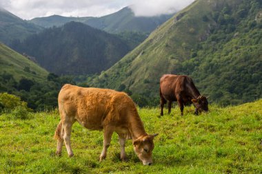 Picos de Europa 'da inekler, Asturias. İspanya 'da çok turistik bir yer.