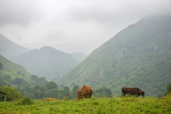 Tehenek Asztúriai Picos Europa Ban Mezőgazdasági Terület Hegyekben Egy Nagyon — Stock Fotó