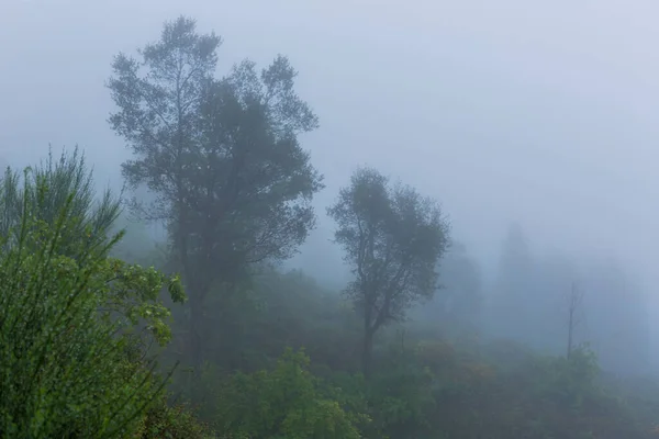 Nebbia Nella Foresta Nel Parco Nazionale Portoghese Geres Portogallo — Foto Stock