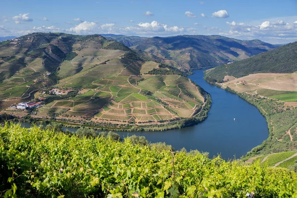 Douro Vadisi. Portekiz 'in Pinhao köyü yakınlarındaki Porto şarabının üzüm bağları manzarası. Casal de Loivos 'tan Görünüm