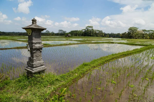 Utsikt Över Risfälten Detalj Bali Indonesien Asien — Stockfoto