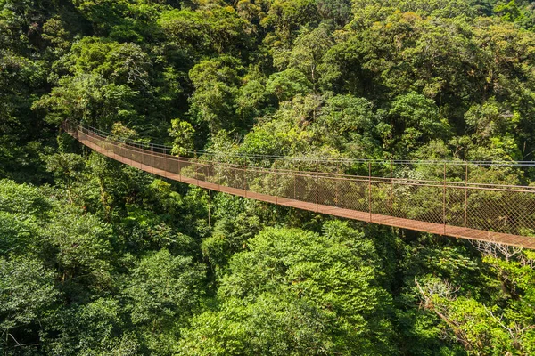 Panama Ormanında Eski Asılı Köprü — Stok fotoğraf