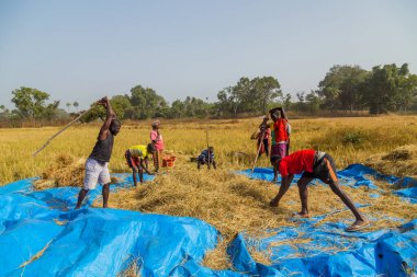 Bissau, Gine-Bissau: Bissau kırsalında tarlada çalışan çiftçiler