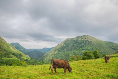 Picos de Europa 'da inekler, Asturias. Dağlarda tarım arazisi, İspanya 'da çok turistik bir yer.