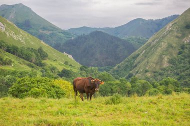 Picos de Europa 'da inekler, Asturias. Dağlarda tarım arazisi, İspanya 'da çok turistik bir yer.
