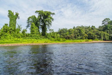 Temburong Nehri, Virgin Yağmur Ormanı, Ulu Temburong Ulusal Parkı, Brunei