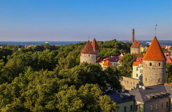 Таллинн Эстония Вид Старый Город Летом — стоковое фото