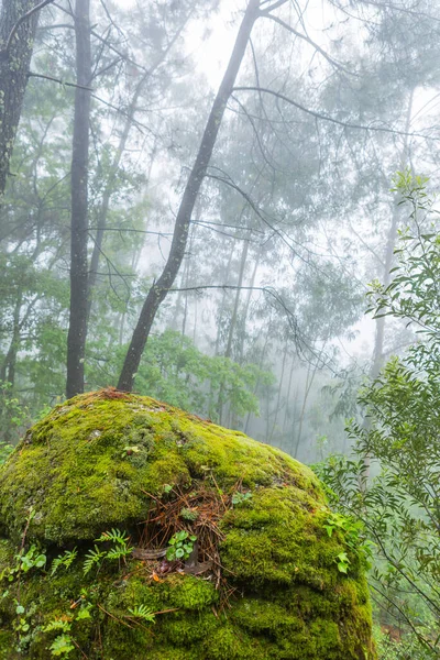 Туман Лісі Території Національного Парку Місті Герес Португалія — стокове фото