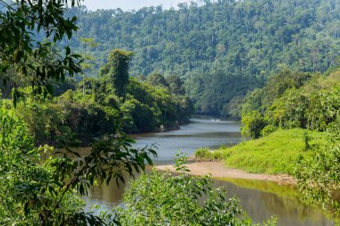 Temburong Nehri, Virgin Yağmur Ormanı, Ulu Temburong Ulusal Parkı, Brunei
