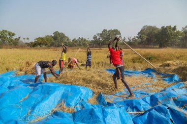 Bissau, Gine-Bissau: Bissau kırsalında tarlada çalışan çiftçiler