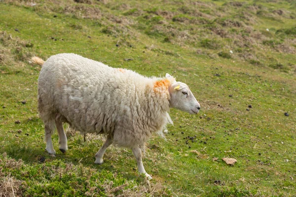 Landscape Sheep Beara Peninsula County Cork Ireland — Stock Photo, Image