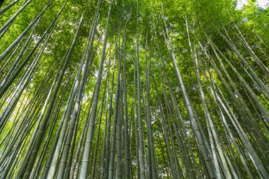 Arashiyama Bambu Korusu ya da Sagano Bambu Ormanı, Arashiyama 'da bulunan ve Kyoto' da turistlerin ilgisini çeken doğal bir bambu ormanıdır. Japonya