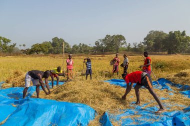 Bissau, Gine-Bissau Cumhuriyeti - Bissau kırsalında tarlada çalışan çiftçiler