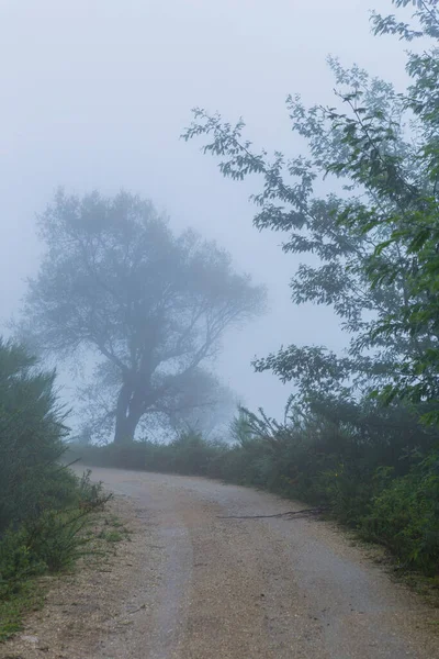 Portekiz Geres Ulusal Parkı Ndaki Ormanda Sis Var — Stok fotoğraf