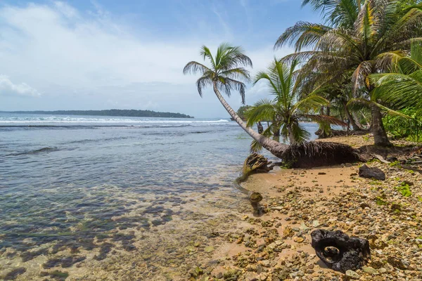 Panama Ağaçları Olan Tropik Okyanus Plajı — Stok fotoğraf