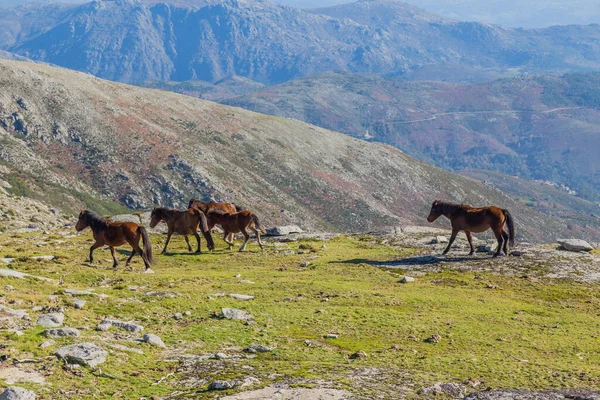 Horses Pasturing Mountains North Portugal — Stock Photo, Image