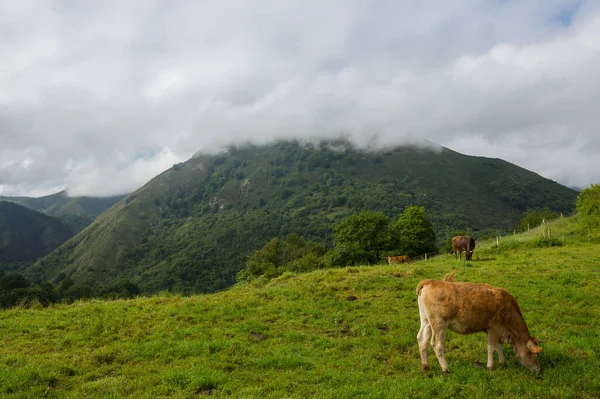 Коровы Пикос Европа Астурия Туристическое Место Испании — стоковое фото