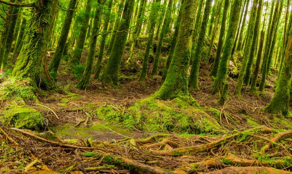 Mystic Green Forest Ground Roots Lagoa Canario Sao Miguel Azores — Stock Photo, Image