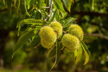 İçinde kestaneler olan yeşil kirpi ağaçta asılı.