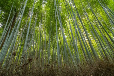 Arashiyama Bambu Korusu ya da Sagano Bambu Ormanı, Arashiyama 'da bulunan ve Kyoto' da turistlerin ilgisini çeken doğal bir bambu ormanıdır. Japonya
