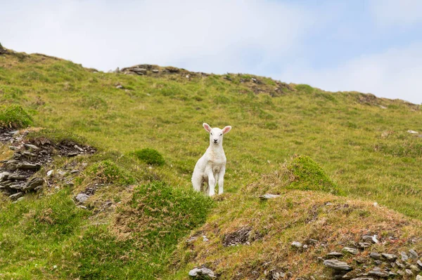 Landscape Young Sheep Beara Peninsula County Cork Ireland — Stock Photo, Image