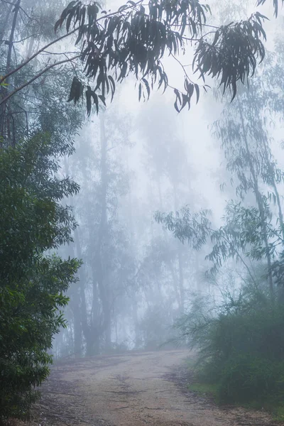 Nebel Wald Portugiesischen Nationalpark Geres Portugal — Stockfoto