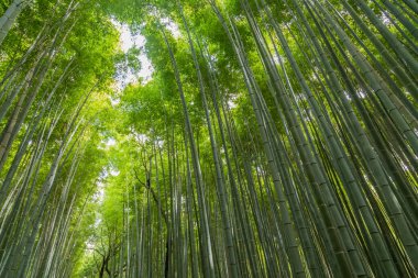 Arashiyama Bambu Korusu ya da Sagano Bambu Ormanı, Arashiyama 'da bulunan ve Kyoto' da turistlerin ilgisini çeken doğal bir bambu ormanıdır. Japonya