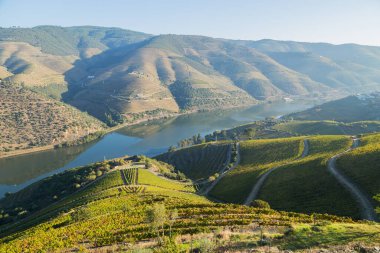 Portekiz 'in Tua köyü yakınlarındaki teraslı üzüm bağlarıyla Douro Vadisi ve nehrin manzarası.