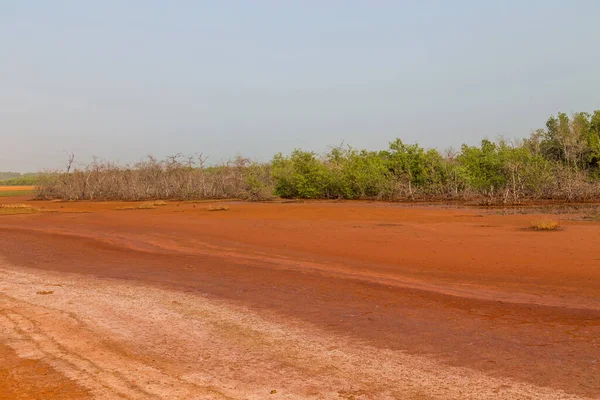 Die Sümpfe Außerhalb Von Bissau Sommer Guinea Bissau — Stockfoto