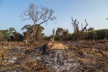 Bissau 'nun dışındaki tarlalarda toprağı yenilemek için yangın çıktı, Gine-Bissau.