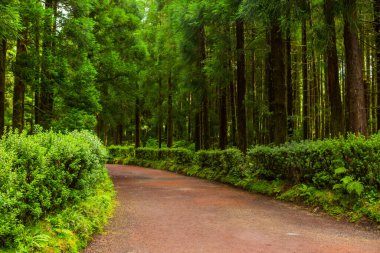 Azorean ormanlarında mavi ortanca çiçekleri ve Portekiz 'in Azores adasındaki Sao Miguel adasındaki zengin yeşil yağmur ormanı bitkileriyle yol.