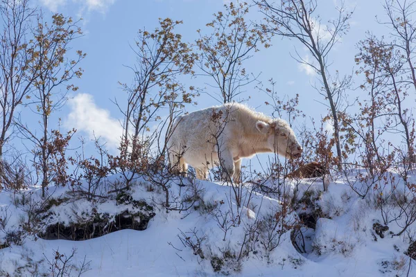 Cow Mountain Snow Sanabria Lake Castilla Leon Spain — Stock Photo, Image