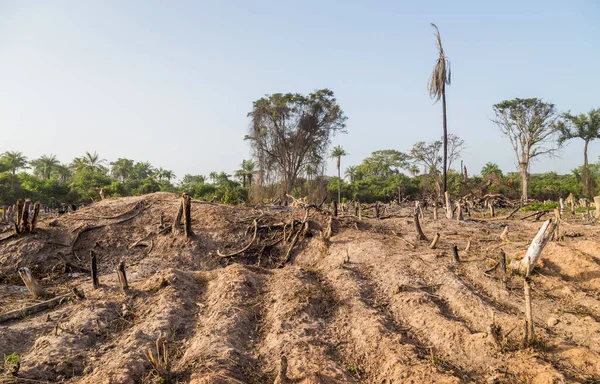 Feuer Auf Den Feldern Außerhalb Von Bissau Zur Erneuerung Des — Stockfoto