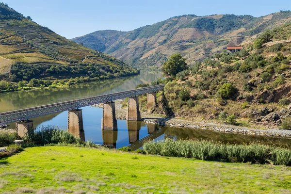 Portekiz Tua Köyü Yakınlarındaki Teraslı Üzüm Bağlarıyla Douro Vadisi Nehrin — Stok fotoğraf