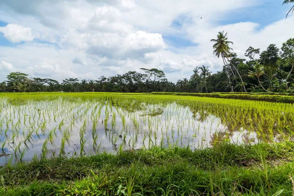 Utsikt Över Risfälten Detalj Bali Indonesien Asien — Stockfoto